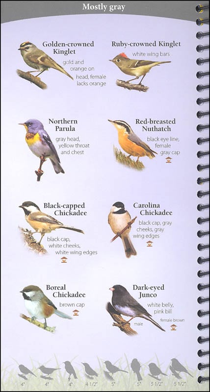 Birds Of The Northeast Your Way To Easily Identify Backyard Birds | My ...