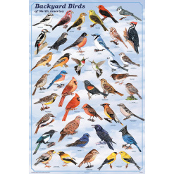 Backyard Birds of North America Laminated Poster by Feenixx