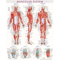 Laminated Muscular System Poster by BarCharts