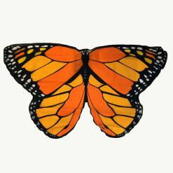 Orange Butterfly Wings by Douglas