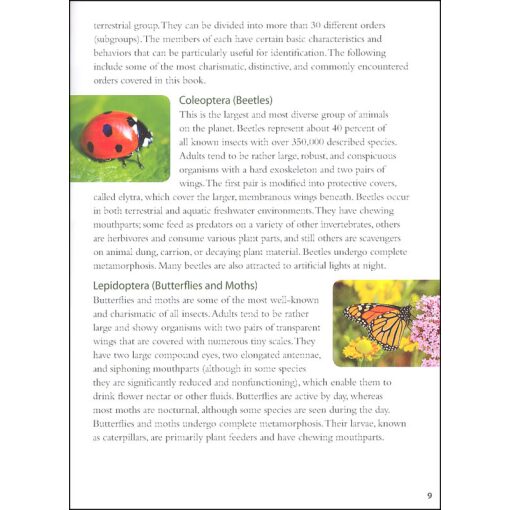 Backyard Bugs An Identification Guide to Common Insects Spiders and More by Adventure Publications 5
