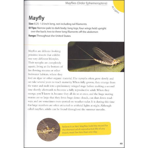 Backyard Bugs An Identification Guide to Common Insects Spiders and More by Adventure Publications 7