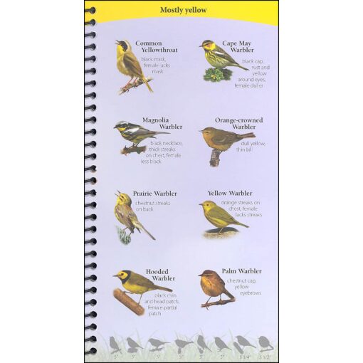 Birds of the Northeast Your Way to Easily Identify Backyard Birds by Adventure Publications 2