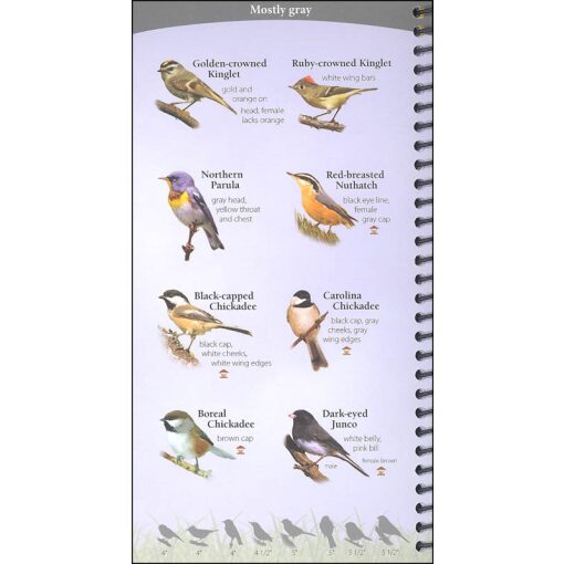 Birds of the Northeast Your Way to Easily Identify Backyard Birds by Adventure Publications 3