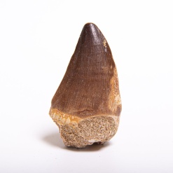 Fossilized Mosasaur Tooth by A2Z Science